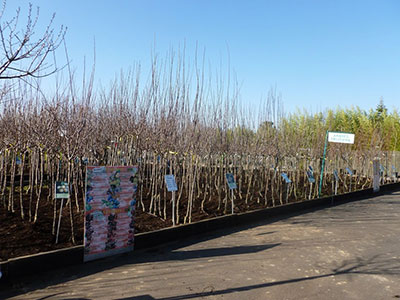 Arbres fruitiers Montbrison 42 Loire