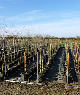 Arbustes Loire 42