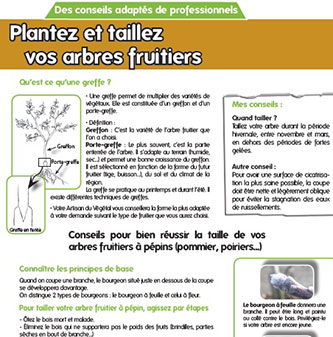 Taillez un fruitier